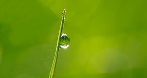 drops-of-dew-in-the-morning-sun-1373998_640