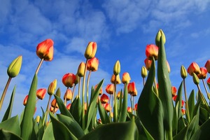 tulips-21598_640